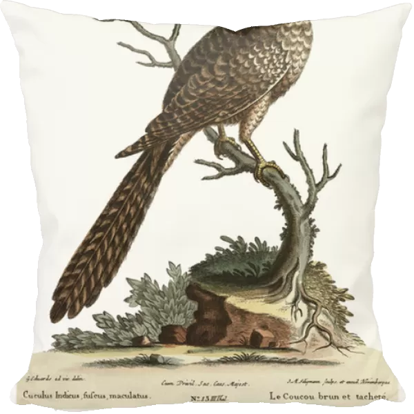 The brown and spotted Indian Cuckow, 1749-73 (coloured engraving)