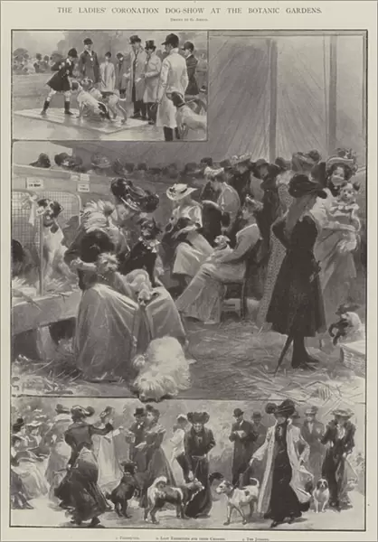 The Ladies Coronation Dog-Show at the Botanic Gardens (engraving)