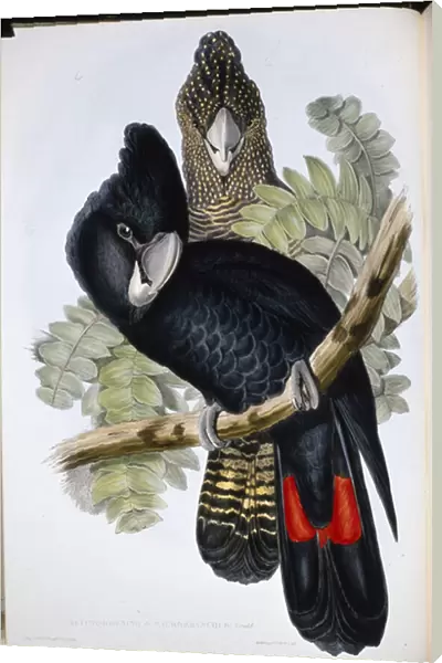 Great Billed Black Cockatoo (Calyptorhynchus Macrorhynchus) (hand-coloured litho)