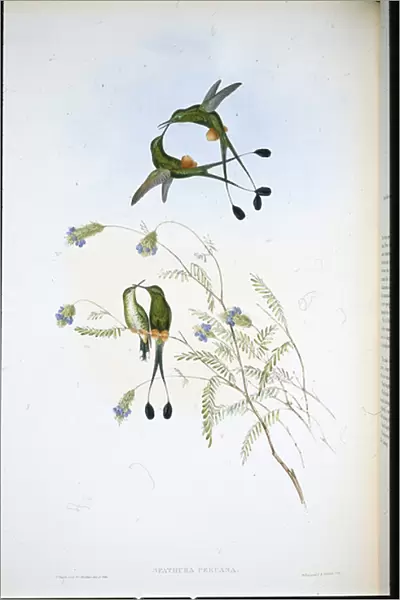 Peruvian Racket-tail (Spathura Peruana) (hand-coloured litho)