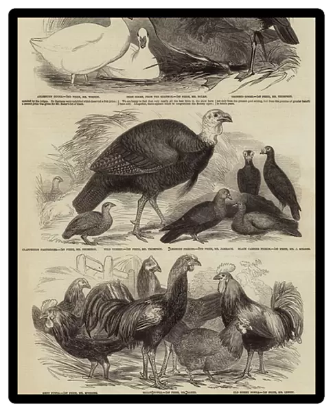 Prize Poultry, etc, at the Zoological Societys Gardens (engraving)