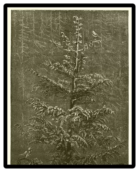 The Fir-Tree and the Bramble (engraving)