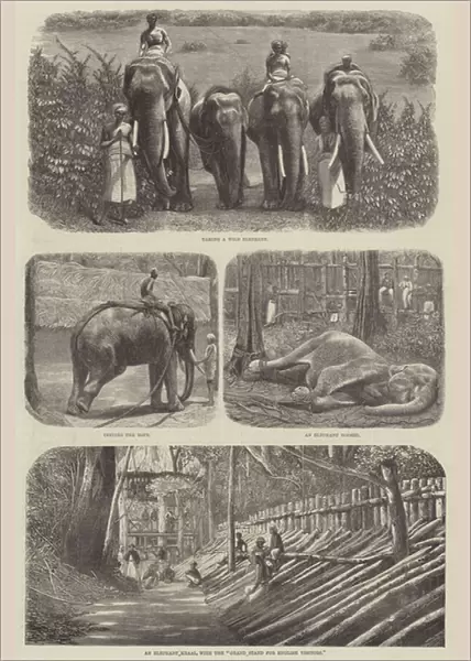 Elephants in India (engraving)