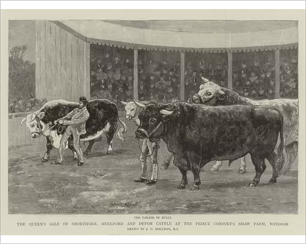 The Queens Sale of Shorthorn, Hereford and Devon Cattle at the Prince Consorts Shaw Farm, Windsor (engraving)