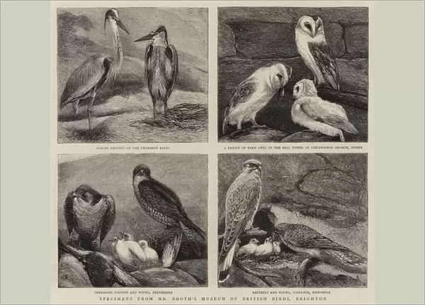 Specimens from Mr Booths Museum of British Birds, Brighton (engraving)
