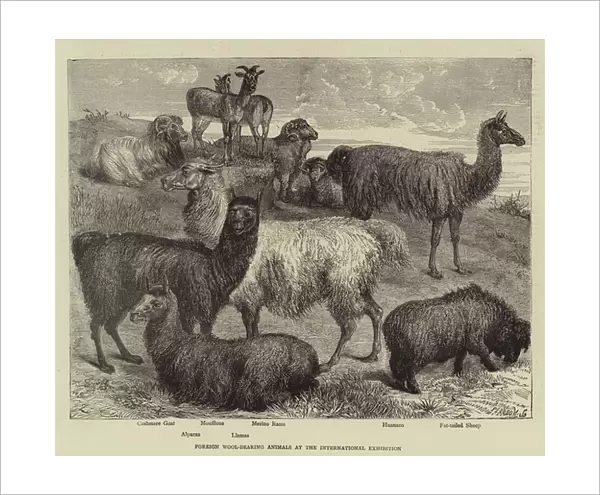 Foreign Wool-bearing Animals at the International Exhibition (engraving)