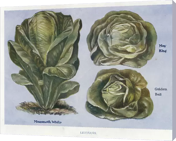 Vegetable Growers Guide: Lettuces (colour litho)