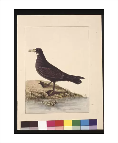 Page 24. Fuliginous Peteril. Now known as a White-chinned Petrel, c. 1789-90 (w  /  c)