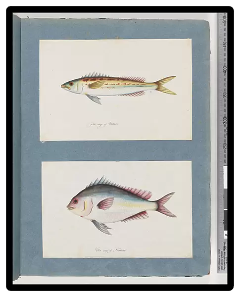 Page 7. Unidentified fish. 8. Unidentified fish (w  /  c on paper)