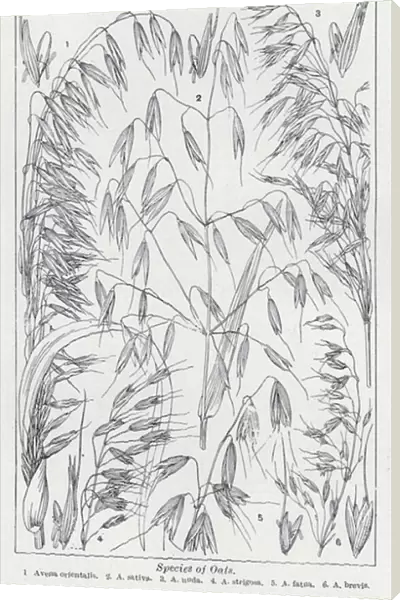 Species of oats (litho)