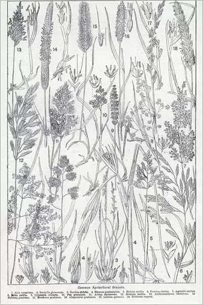 Common agricultural grasses (litho)