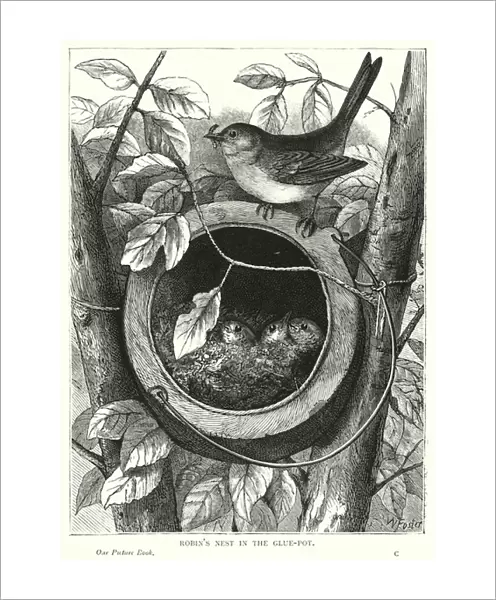 Robins nest in the glue-pot (engraving)