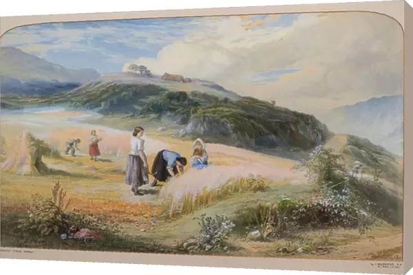 Harvest Field, Arran, 1866 (w  /  c)