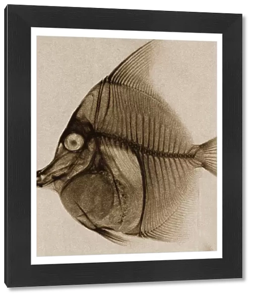 X Ray of a fish c. 1890