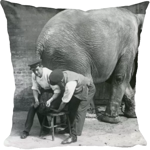 Female Asiatic Elephant having her feet trimmed by her keepers at London Zoo