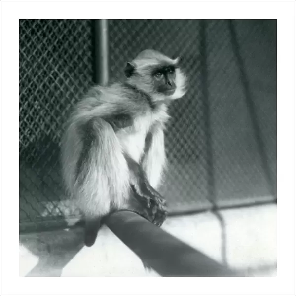 A Northern Plains Gray Langur sitting on a perch in its enclosure at London Zoo in 1928