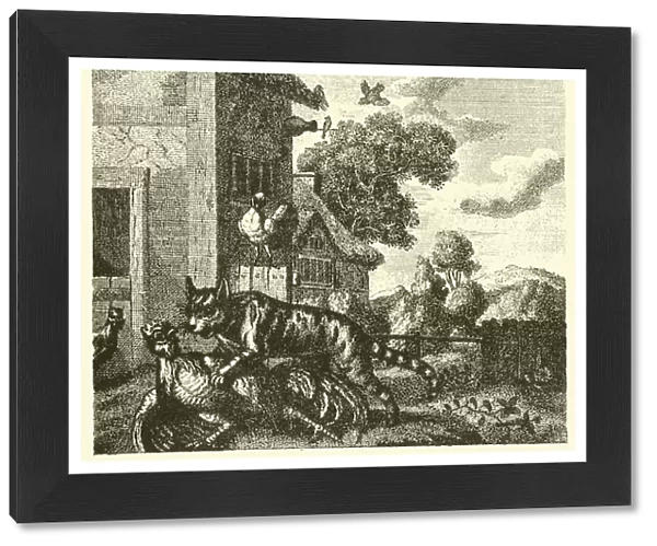 The cat and the cock (engraving)