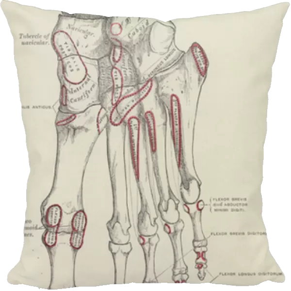 Bones of the right foot, Plantar surface (engraving)