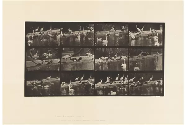 Plate 779. Storks; Swans, etc. 1885 (collotype on paper)