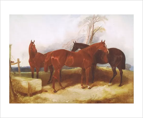 A group of horses, from from a magazine or book source unknown (colour litho)