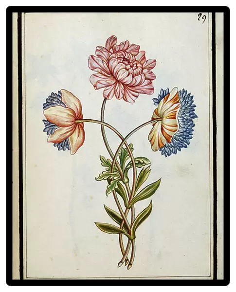 Bouquet of Anemones, c. 1700 (watercolour drawing, framed in black)