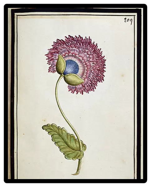 Double Poppy, c. 1700 (watercolour drawing, framed in black)