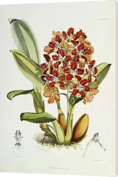 Odontoglossum coronarium, 1864-1874 (hand-coloured lithograph)