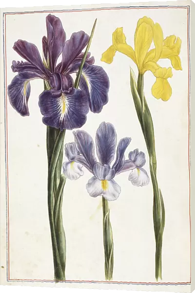 Irises, 18th century (watercolour and bodycolour)