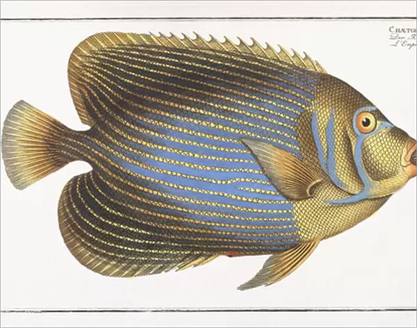Chaetodon Imperator (Emperor Fish), 1785-1788 (hand-coloured engraving)