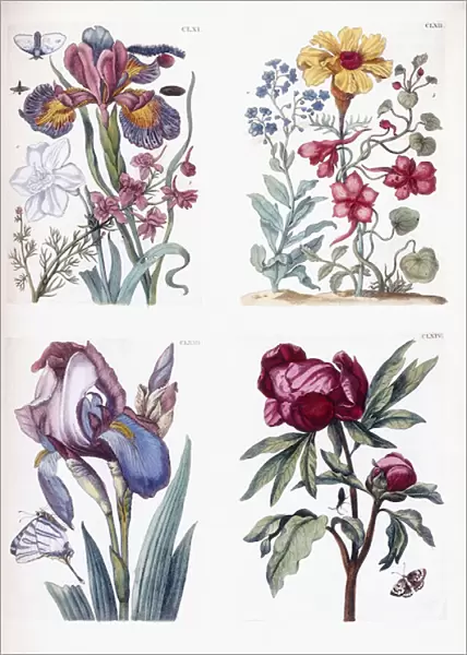 Various European insects and flowers (four plates: CLXI to CLXIV)