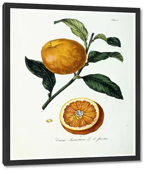 Orange Fruit, Citrus Aurantium, Fructus, 1828 (hand-coloured lithograph)