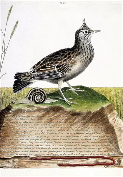 Zoological chart (ornithology): cochevis (cochevis huppe or Galerida cristata)