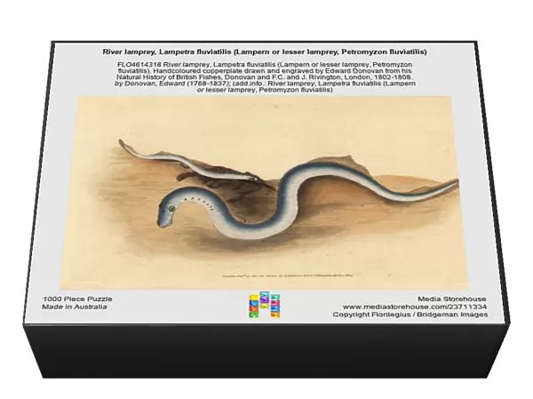 River lamprey, Lampetra fluviatilis (Lampern or lesser lamprey, Petromyzon fluviatilis). Handcoloured copperplate drawn and engraved by Edward Donovan from his Natural History of British Fishes, Donovan and F. C. and J. Rivington, London, 1802-1808