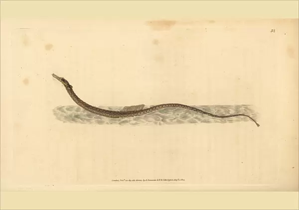 Sargassum pipefish or pelagic pipefish. Handcoloured copperplate drawn and engraved by Edward Donovan from his Natural History of British Fishes, Donovan and F. C. and J. Rivington, London, 1802-1808