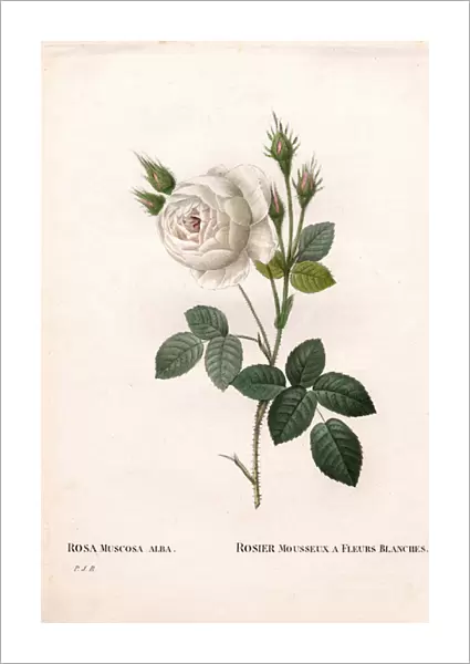 Shailers white moss rose, Rosa centifolia var. alba-muscosa, Sparkling rose with white flowers. Handcoloured stipple copperplate engraving from Pierre Joseph Redoutes 'Les Roses, 'Paris, 1828
