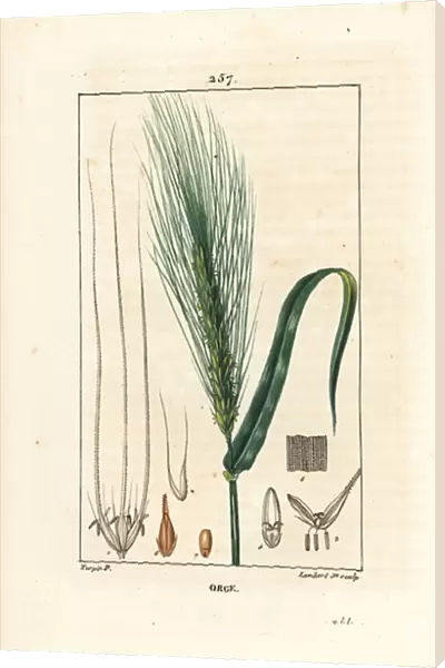 Barley - Barley, Hordeum vulgare, showing stalk, leaf and seed spike. Handcoloured stipple copperplate engraving by Lambert Junior from a drawing by Pierre Jean-Francois Turpin from Chaumeton