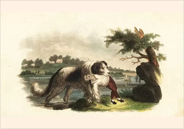 Newfoundland dog saving a boy from drowning in the River Tyne, England, 18th century