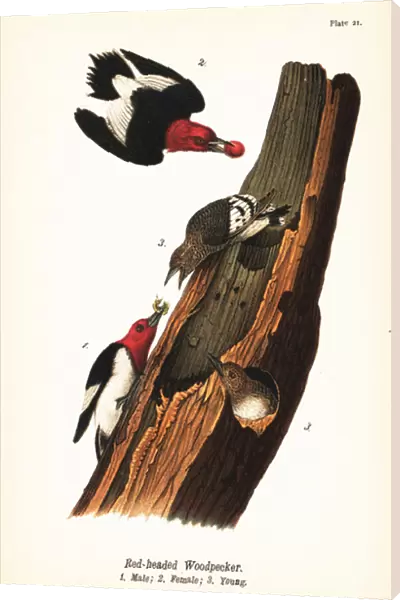 Red-headed woodpecker, Melanerpes erythrocephalus, male 1, female 2, young 3