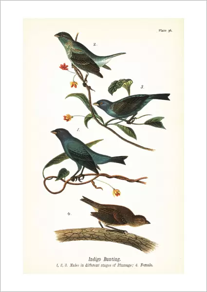 Indigo bunting, Passerina cyanea, males in different stages of plumage 1, 2, 3, and female 4
