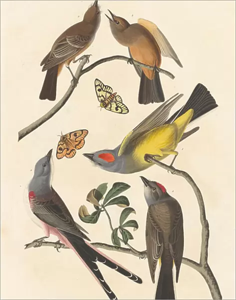 Arkansaw Flycatcher, Swallow-tailed Flycatcher and Says Flycatcher