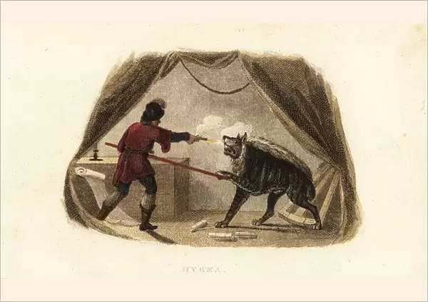 James Bruce killing a hyena with pistol and pike in his tent in Maitsha, Abyssinia (near Gondar, Ethiopia)