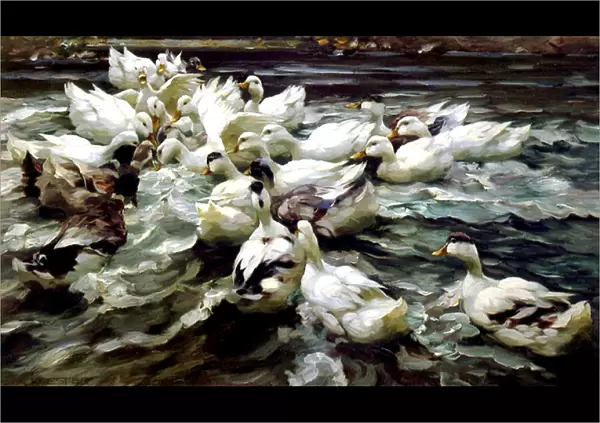 Ducks Gathering (oil on canvas)