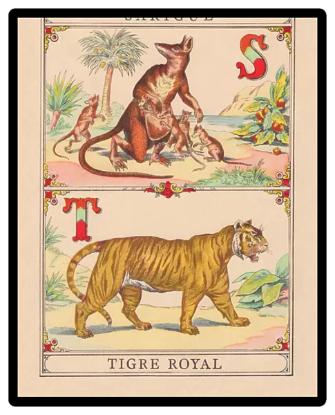 S T: Sarigue - Tiger