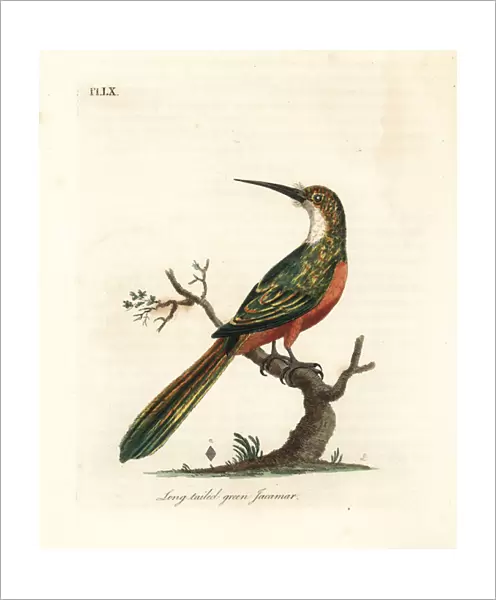 Green-tailed jacamar, Galbula galbula (Long-tailed green jacamar, Galbula viridis)