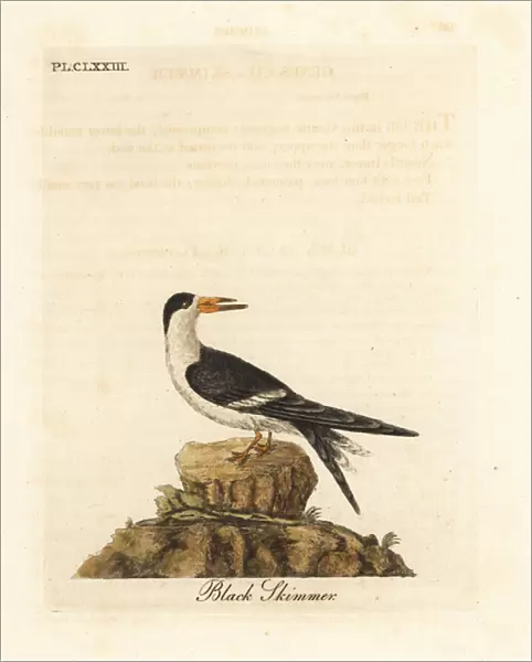 Black skimmer, Rynchops niger (Rhynchops nigra). Handcoloured copperplate drawn