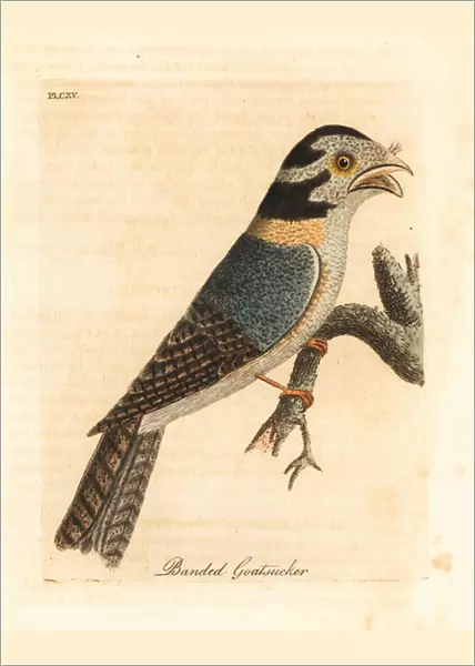Australian owlet nightjar, Aegotheles cristatus or tawny frogmouth, Podargus strigoides