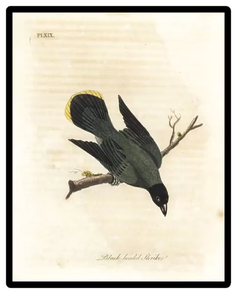 Black-headed bulbul, Pycnonotus atriceps (Black-headed shrike, Lanius melanocephalus)