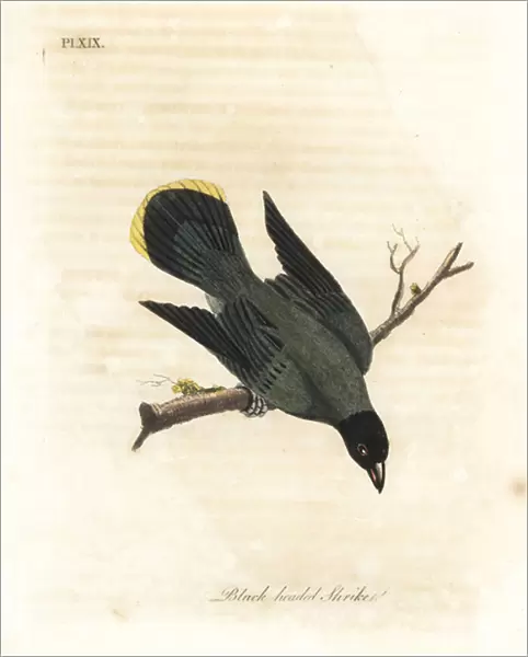 Black-headed bulbul, Pycnonotus atriceps (Black-headed shrike, Lanius melanocephalus)