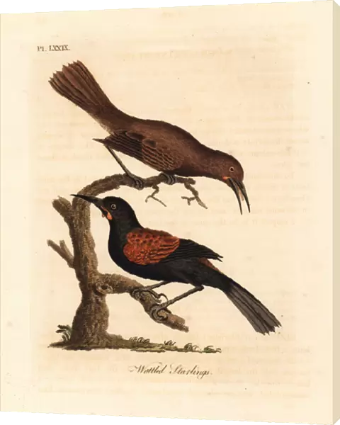 Southern saddleback, Philesturnus carunculatus, male and female (Wattled starlings