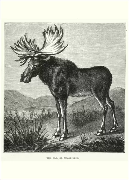 The Elk, or Moose-Deer (engraving)